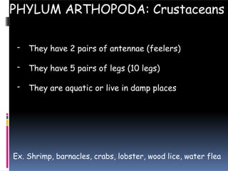 PHYLUM ARTHOPODA: Crustaceans
- They have 2 pairs of antennae (feelers)
- They have 5 pairs of legs (10 legs)
- They are aquatic or live in damp places
Ex. Shrimp, barnacles, crabs, lobster, wood lice, water flea
 