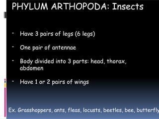 - Have 3 pairs of legs (6 legs)
- One pair of antennae
- Body divided into 3 parts: head, thorax,
abdomen
- Have 1 or 2 pairs of wings
PHYLUM ARTHOPODA: Insects
Ex. Grasshoppers, ants, fleas, locusts, beetles, bee, butterfly
 