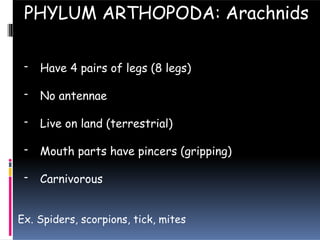 - Have 4 pairs of legs (8 legs)
- No antennae
- Live on land (terrestrial)
- Mouth parts have pincers (gripping)
- Carnivorous
PHYLUM ARTHOPODA: Arachnids
Ex. Spiders, scorpions, tick, mites
 