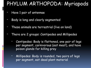 - Have 1 pair of antennae
- Body is long and clearly segmented
- These animals are terrestrial (live on land)
- There are 2 groups: Centipedes and Millipedes
- Centipedes: Body is flattened, one pair of legs
per segment, carnivorous (eat meat), and have
poison glands for killing prey
- Millipedes: Body is rounded, two pairs of legs
per segment, eat dead plant material
PHYLUM ARTHOPODA: Myriapods
 