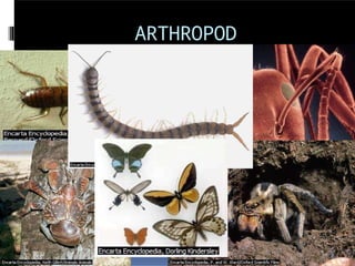 ARTHROPOD
S
 