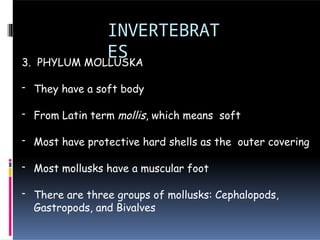 INVERTEBRAT
ES
3. PHYLUM MOLLUSKA
- They have a soft body
- From Latin term mollis, which means soft
- Most have protective hard shells as the outer covering
- Most mollusks have a muscular foot
- There are three groups of mollusks: Cephalopods,
Gastropods, and Bivalves
 