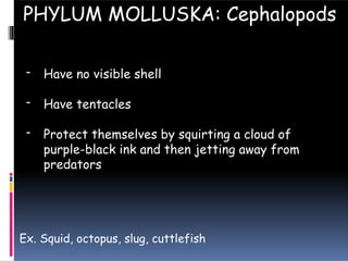 - Have no visible shell
- Have tentacles
- Protect themselves by squirting a cloud of
purple-black ink and then jetting away from
predators
PHYLUM MOLLUSKA: Cephalopods
Ex. Squid, octopus, slug, cuttlefish
 