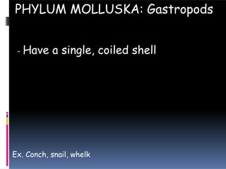- Have a single, coiled shell
PHYLUM MOLLUSKA: Gastropods
Ex. Conch, snail, whelk
 