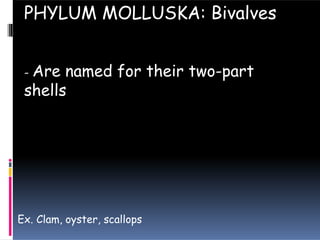 - Are named for their two-part
shells
PHYLUM MOLLUSKA: Bivalves
Ex. Clam, oyster, scallops
 