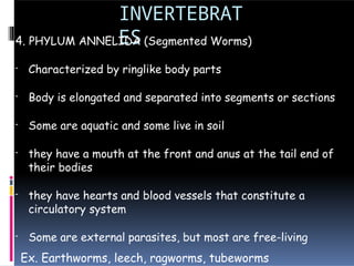 INVERTEBRAT
ES
4. PHYLUM ANNELIDA (Segmented Worms)
- Characterized by ringlike body parts
- Body is elongated and separated into segments or sections
- Some are aquatic and some live in soil
- they have a mouth at the front and anus at the tail end of
their bodies
- they have hearts and blood vessels that constitute a
circulatory system
- Some are external parasites, but most are free-living
Ex. Earthworms, leech, ragworms, tubeworms
 