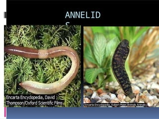 ANNELID
S
 