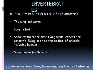 INVERTEBRAT
ES
6. PHYLUM PLATYHELMINTHES (Flatworms)
- The simplest worm
- Body is flat
- Some of them are free living while others are
parasitic, living in or on the bodies of animals
including humans
- Some live in fresh water
Ex. Planarian, liver fluke, tapeworm, fresh water flatworm
 
