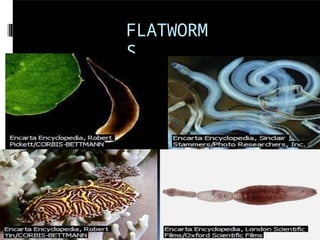 FLATWORM
S
 