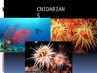 CNIDARIAN
S
 