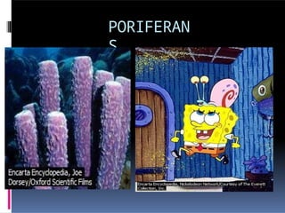 PORIFERAN
S
 