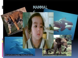 MAMMAL
S
 