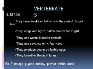 VERTEBRATE
S
2. BIRDS
-they have beaks or bill which they used to get
food
-they wings and light, hollow bones for flight
-They are warm-blooded animals
-They are covered with feathers
-They produce young by laying eggs
-They breathe through lungs
Ex. Flamingo, pigeon, turkey, parrot, robin, duck
 