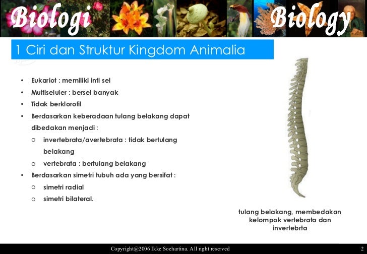 Kingdom Animalia "Ciri dan Struktur"