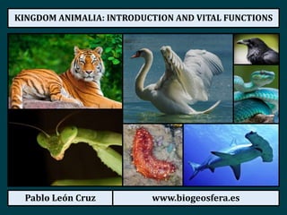 Pablo León Cruz www.biogeosfera.es
KINGDOM ANIMALIA: INTRODUCTION AND VITAL FUNCTIONS
 