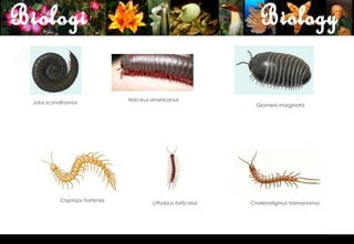 Narceus americanus
Julus scandinavius
                                                                 Glomeris marginata




           Cryptops hortensis
                                        Lithobius forficatus   Craterostigmus tasmanianus




                                                                                            10
 