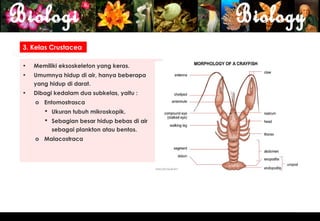 3. Kelas Crustacea

•   Memiliki eksoskeleton yang keras.
•   Umumnya hidup di air, hanya beberapa
    yang hidup di darat.
•   Dibagi kedalam dua subkelas, yaitu :
    o Entomostrasca
        Ukuran tubuh mikroskopik.
        Sebagian besar hidup bebas di air
         sebagai plankton atau bentos.
    o Malacostraca




                                             11
 