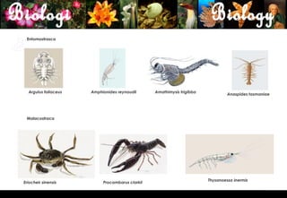 Entomostrasca




  Argulus foliaceus   Amphionides reynaudii      Amathimysis trigibba
                                                                                 Anaspides tasmaniae




 Malacostraca




                                                                        Thysanoessa inermis
Eriocheir sinensis         Procambarus clarkii


                                                                                                       12
 