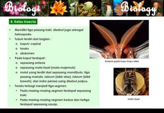 4. Kelas Insecta

•   Memiliki tiga pasang kaki, disebut juga sebagai
    heksapoda.
•   Tubuh terdiri dari bagian :
    o kaput/ cephal
    o toraks
    o abdomen
•   Pada kaput terdapat :
                                                           Antena pada kupu-kupu atlas
    o sepasang antena
    o sepasang mata faset (mata majemuk)
    o mulut yang terdiri dari sepasang mandibula, tiga
      pasang maksila, labrum (bibir atas), labium (bibir
      bawah), dan indra perasa yang disebut palpus.
•   Toraks terbagi menjadi tiga segmen.
    • Pada masing-masing segmen terdapat sepasang
      kaki.
    • Pada masing-masing segmen kedua dan ketiga                             mata faset

      terdapat sepasang sayap.

                                                                                          13
 