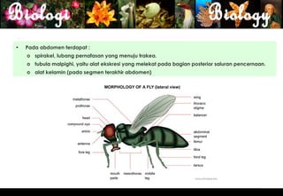 •   Pada abdomen terdapat :
    o spirakel, lubang pernafasan yang menuju trakea.
    o tubula malpighi, yaitu alat ekskresi yang melekat pada bagian posterior saluran pencernaan.
    o alat kelamin (pada segmen terakhir abdomen)




                                                                                                    14
 