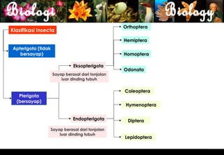Orthoptera
Klasifikasi Insecta
                                                  Hemiptera
Apterigota (tidak
   bersayap)                                      Homoptera

                              Eksopterigota
                                                  Odonata
                    Sayap berasal dari tonjolan
                        luar dinding tubuh


                                                  Coleoptera
   Pterigota
  (bersayap)
                                                   Hymenoptera


                              Endopterigota        Diptera
                 Sayap berasal dari tonjolan
                     luar dinding tubuh
                                                  Lepidoptera


                                                                 16
 