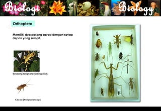 Orthoptera

Memiliki dua pasang sayap dengan sayap
depan yang sempit.




Belalang tongkat (walking stick)




  Kecoa (Periplaneta sp)



                                         17
 