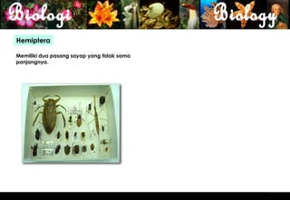 Hemiptera

Memiliki dua pasang sayap yang tidak sama
panjangnya.




                                            18
 