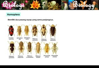 Homoptera

Memiliki dua pasang sayap yang sama panjangnya.




                                                  19
 
