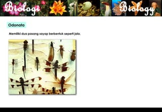 Odonata

Memiliki dua pasang sayap berbentuk seperti jala.




                                                    20
 