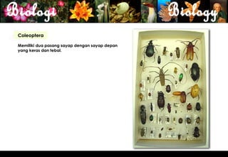 Coleoptera

Memiliki dua pasang sayap dengan sayap depan
yang keras dan tebal.




                                               21
 