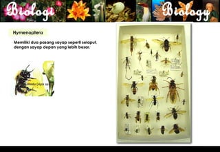Hymenoptera

Memiliki dua pasang sayap seperti selaput,
dengan sayap depan yang lebih besar.




 Lebah madu (Apis sp.)




                                             22
 