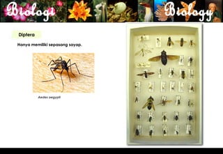 Diptera

Hanya memiliki sepasang sayap.




          Aedes aegypti




                                 23
 