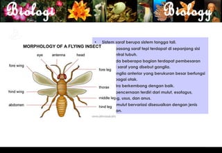 •   Sistem saraf berupa sistem tangga tali.
     o Sepasang saraf tepi terdapat di sepanjang sisi
       ventral tubuh.
     o Pada beberapa bagian terdapat pembesaran
       tali saraf yang disebut ganglia.
     o Ganglia anterior yang berukuran besar berfungsi
       sebagai otak.
•   Alat indra berkembang dengan baik.
•   Sistem pencernaan terdiri dari mulut, esofagus,
    lambung, usus, dan anus.
•   Bentuk mulut bervariasi disesuaikan dengan jenis
    makanan.




                                                         3
 