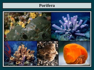 Kingdom Animalia - Invertebrates | PPTX
