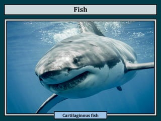 Fish
Cartilaginous fish
 