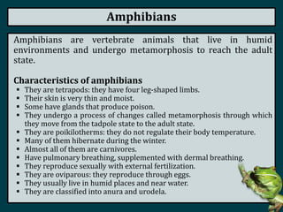 Amphibians
Amphibians are vertebrate animals that live in humid
environments and undergo metamorphosis to reach the adult
state.
Characteristics of amphibians
 They are tetrapods: they have four leg-shaped limbs.
 Their skin is very thin and moist.
 Some have glands that produce poison.
 They undergo a process of changes called metamorphosis through which
they move from the tadpole state to the adult state.
 They are poikilotherms: they do not regulate their body temperature.
 Many of them hibernate during the winter.
 Almost all of them are carnivores.
 Have pulmonary breathing, supplemented with dermal breathing.
 They reproduce sexually with external fertilization.
 They are oviparous: they reproduce through eggs.
 They usually live in humid places and near water.
 They are classified into anura and urodela.
 