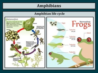 Amphibians
Amphibian life cycle
 