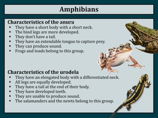 Amphibians
Characteristics of the anura
 They have a short body with a short neck.
 The hind legs are more developed.
 They don't have a tail.
 They have an extendable tongue to capture prey.
 They can produce sound.
 Frogs and toads belong to this group.
Characteristics of the urodela
 They have an elongated body with a differentiated neck.
 All legs are equally developed.
 They have a tail at the end of their body.
 They have developed teeth.
 They are unable to produce sound.
 The salamanders and the newts belong to this group.
 