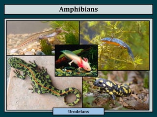 Amphibians
Urodelans
 