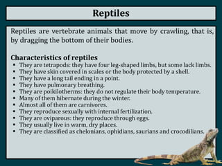 Reptiles
Reptiles are vertebrate animals that move by crawling, that is,
by dragging the bottom of their bodies.
Characteristics of reptiles
 They are tetrapods: they have four leg-shaped limbs, but some lack limbs.
 They have skin covered in scales or the body protected by a shell.
 They have a long tail ending in a point.
 They have pulmonary breathing.
 They are poikilotherms: they do not regulate their body temperature.
 Many of them hibernate during the winter.
 Almost all of them are carnivores.
 They reproduce sexually with internal fertilization.
 They are oviparous: they reproduce through eggs.
 They usually live in warm, dry places.
 They are classified as chelonians, ophidians, saurians and crocodilians.
 