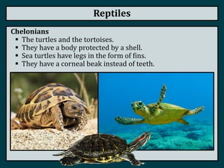 Reptiles
Chelonians
 The turtles and the tortoises.
 They have a body protected by a shell.
 Sea turtles have legs in the form of fins.
 They have a corneal beak instead of teeth.
 