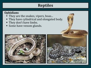 Reptiles
Ophidians
 They are the snakes, vipers, boas...
 They have cylindrical and elongated body.
 They don't have limbs.
 Some have venom glands.
 