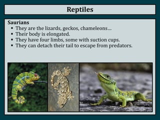 Reptiles
Saurians
 They are the lizards, geckos, chameleons…
 Their body is elongated.
 They have four limbs, some with suction cups.
 They can detach their tail to escape from predators.
 