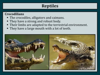 Reptiles
Crocodilians
 The crocodiles, alligators and caimans.
 They have a strong and robust body.
 Their limbs are adapted to the terrestrial environment.
 They have a large mouth with a lot of teeth.
 