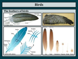Birds
The feathers of birds
 