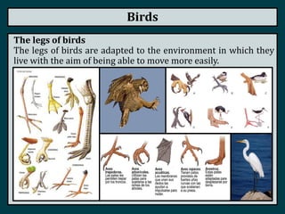 Birds
The legs of birds
The legs of birds are adapted to the environment in which they
live with the aim of being able to move more easily.
 
