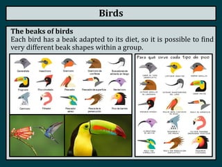 Birds
The beaks of birds
Each bird has a beak adapted to its diet, so it is possible to find
very different beak shapes within a group.
 