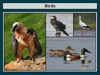 Birds
 
