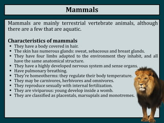 Mammals
Mammals are mainly terrestrial vertebrate animals, although
there are a few that are aquatic.
Characteristics of mammals
 They have a body covered in hair.
 The skin has numerous glands: sweat, sebaceous and breast glands.
 They have four limbs adapted to the environment they inhabit, and all
have the same anatomical structure.
 They have a highly developed nervous system and sense organs.
 Have pulmonary breathing.
 They're homeotherms: they regulate their body temperature.
 They may be carnivores, herbivores and omnivores.
 They reproduce sexually with internal fertilization.
 They are viviparous: young develop inside a womb.
 They are classified as placentals, marsupials and monotremes.
 