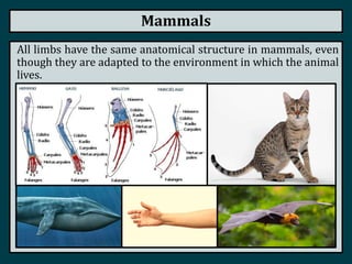 Mammals
All limbs have the same anatomical structure in mammals, even
though they are adapted to the environment in which the animal
lives.
 